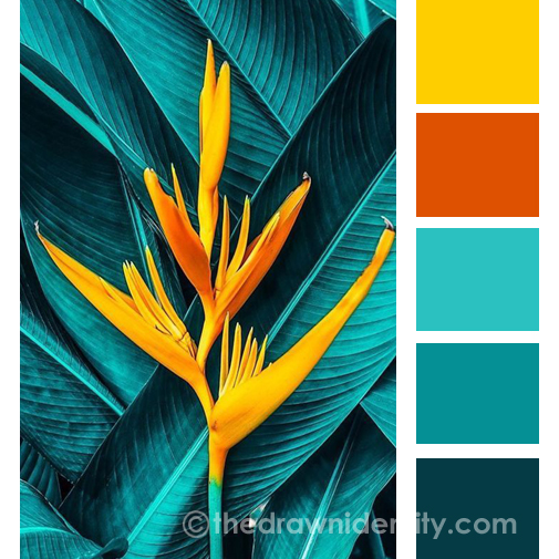 nature-bird-of-paradise-plant-colour-palette-2