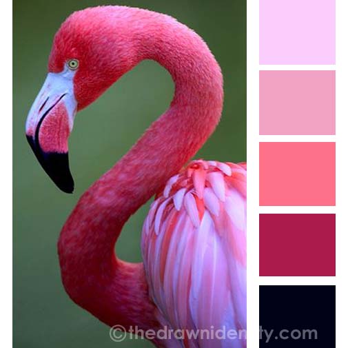 Animal Colour Palettes | Brand Styling | The Drawn Identity | Amanda Lee
